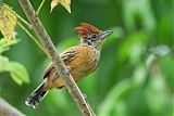 Black-crested Antshrike